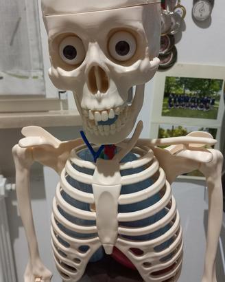 scheletro completo deAgostini ultima edizione