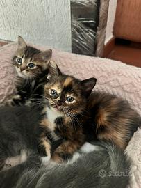 Dolcissimi gattini