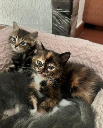Dolcissimi gattini