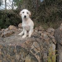 Maltese barboncino nano