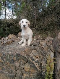 Maltese barboncino nano