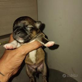 Chihuahua