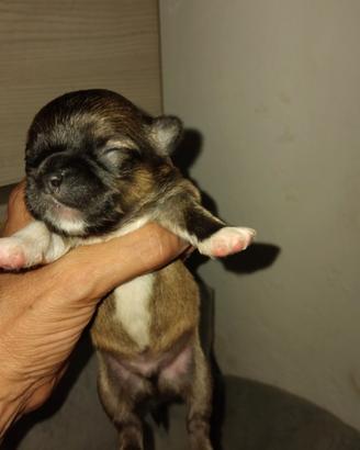 Chihuahua