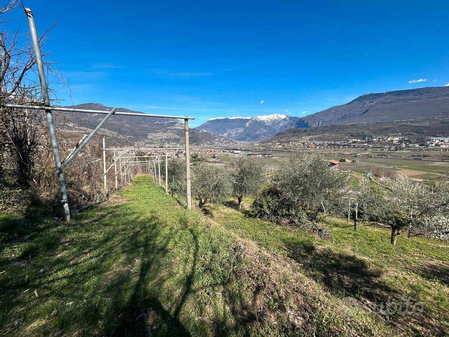 Terreno agricolo uliveto vigneto e bosco - Vista 4