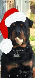 Rottweiler per monta gratis