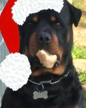 Rottweiler per monta gratis