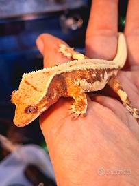 Correlophus ciliatus lillywhite