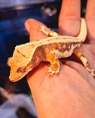 Correlophus ciliatus lillywhite