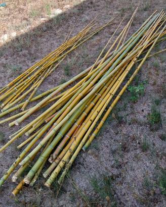 Canne di Bambù (simil Madake)