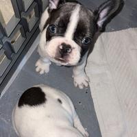 Disponibili cuccioli bulldog francesi