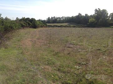 Alghero 5.000 mq di terreno in localita' Sa Segada