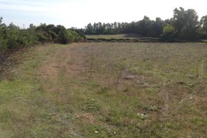 Alghero 5.000 mq di terreno in localita' Sa Segada