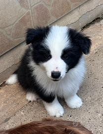 Border collie