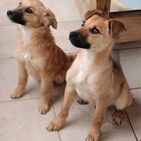 Tom e Briciola, cuccioli tenerissimi