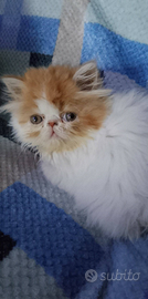 Gattina persiana