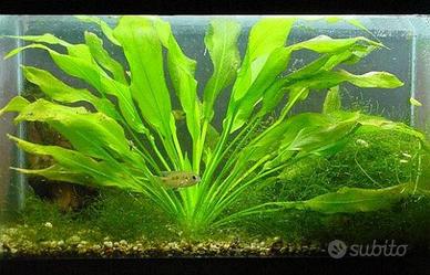 piante acquario e laghetto