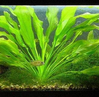 piante acquario e laghetto
