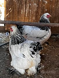 Galline Brahma bianco Columbia