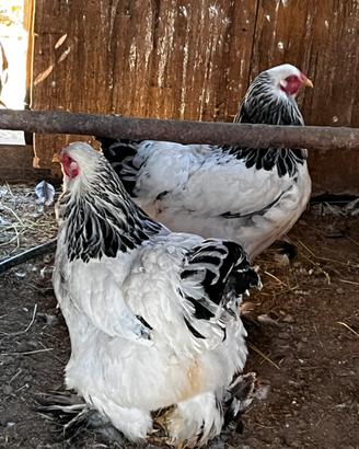 Galline Brahma bianco Columbia