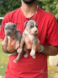 Pitbull tricolor e blue