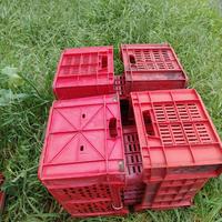 cassette in robusta plastica agrumi 20kg