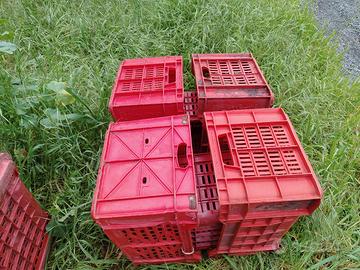 cassette in robusta plastica agrumi 20kg