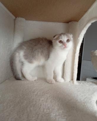 Scottish fold