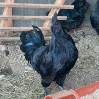 Gallo cemani