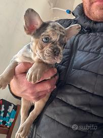 Bulldog francese