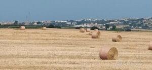 Terreno Agricolo Irriguo Colle Granata - Termoli
