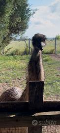 Emu 15 mesi femmina