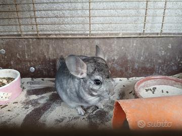 Ciccillá cuccioli 3 mesi