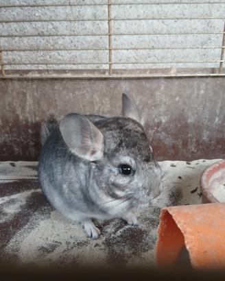 Ciccillá cuccioli 3 mesi