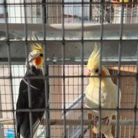 Voliera con coppia di Calopsiti