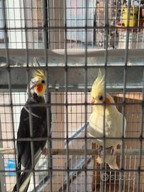 Voliera con coppia di Calopsiti