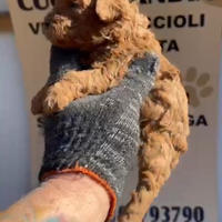 Barboncino toy red 2F 2M anche a rate