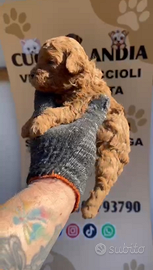 Barboncino toy red 2F 2M anche a rate