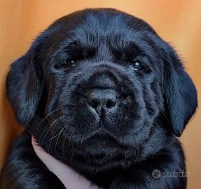 Cuccioli labrador neri
