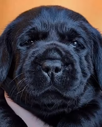 Cuccioli labrador neri