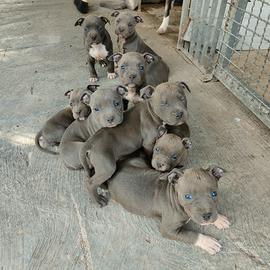 Amstaff no Pitbull occhi blu