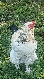 Gallo Brahma