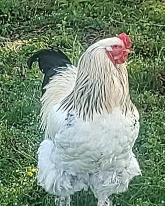 Gallo Brahma