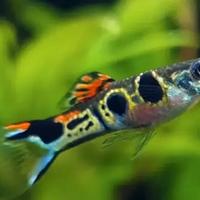 Rari guppy Staeck Endler - Poecilia wingei