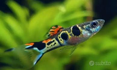 Rari guppy Staeck Endler - Poecilia wingei