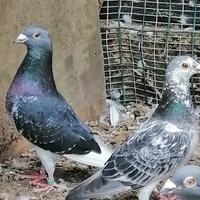 Piccioni viaggiatori