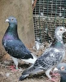 Piccioni viaggiatori