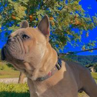 Bouldogue francese per accoppiamento