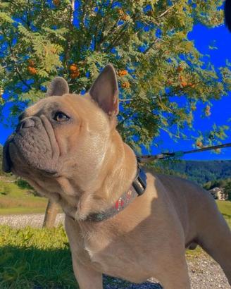 Bouldogue francese per accoppiamento