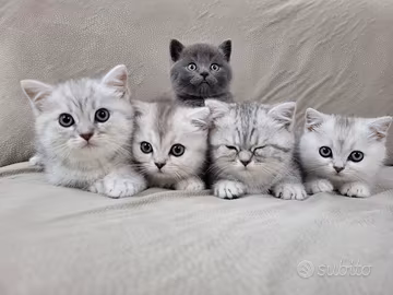Scottish blue e silver cuccioli