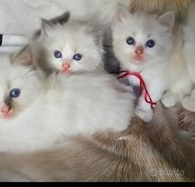 Gattini occhi blu dei Ragdoll